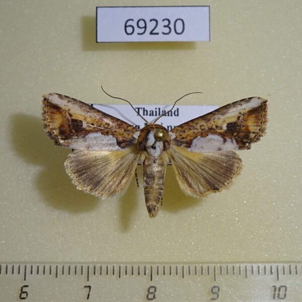 Noctuidae Bagada poliomera Thailand