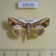 69230p Noctuidae Bagada poliomera Thailand $10