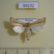69232p Noctuidae Sesamia inferens Thailnad $7