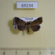 69234p Noctuidae Callopistria pulchrilinea Thailand $9