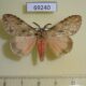 69240p Lymantridae Lymantria liedgensi Thailand $9