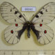 69242p Papilionidae Parnassius bremeri orotschonicus Primorye $13