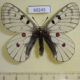 69245p Papilionidae Parnassius bremeri orotschonicus Primorye $13
