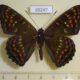 69247p Nymphalidae Seokia pratti Primorye $12