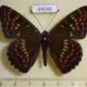 69248p Nymphalidae Seokia pratti Primorye $12