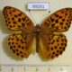 69251p Nymphalidae Argynnis laodice ussurica Primorye $8