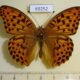 69252p Nymphalidae Argynnis ruslana Primorye $10