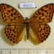 69253p Nymphalidae Argynnis ruslana Primorye $10