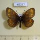 69257p Satyridae Erebia theano Krasnoyarsk reg. $5