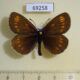 69258p Satyridae Erebia theano Krasnoyarsk reg. $6