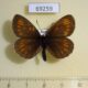 69259p Satyridae Erebia theano Krasnoyarsk reg. $6
