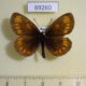 69260p Satyridae Erebia theano Krasnoyarsk reg. $3