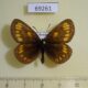 69261p Satyridae Erebia theano Krasnoyarsk reg. $5
