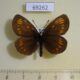 69262p Satyridae Erebia theano Krasnoyarsk reg. $5