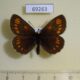 69263p Satyridae Erebia theano Krasnoyarsk reg. $5