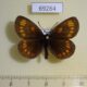 69264p Satyridae Erebia theano Krasnoyarsk reg. $5