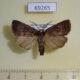 69265p Noctuidae Rusina ferruginea Khakassia rep. $8