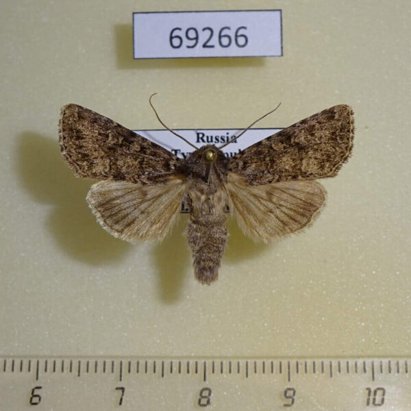 Noctuidae Conisania arida Tyva rep.