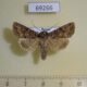 69266p Noctuidae Conisania arida Tyva rep. $20