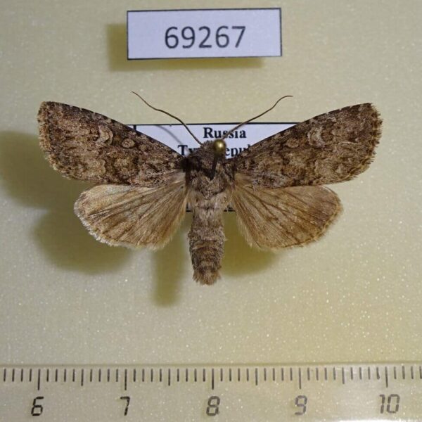 Noctuidae Conisania arida Tyva reg.