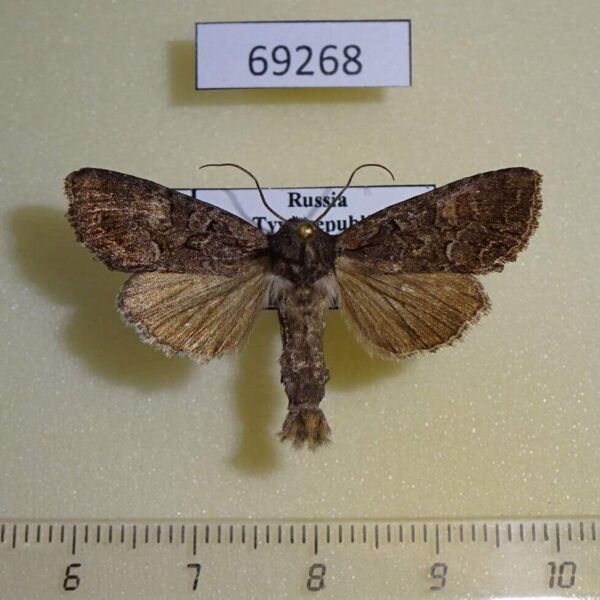 Noctuidae Lacanobia aliena Tyva reg.