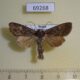 69268p Noctuidae Lacanobia aliena Tyva reg. $5