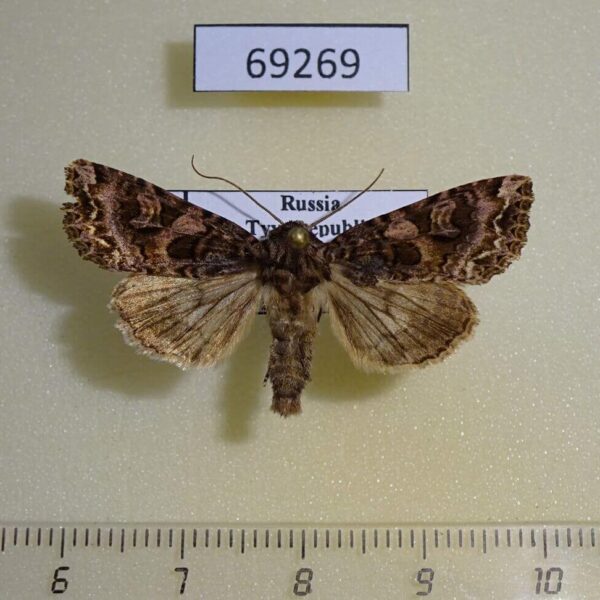 Noctuidae Conisania suaveola Tyva rep.