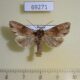 69271p Noctuidae Apamea exstincta Tyva rep. $10