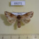 69272p Noctuidae Apamea exstincta Tyva rep. $12