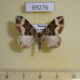 69276p Geometridae Euphyia unangulata Tyva rep. $4