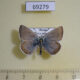 69279p Lycaenidae Argiades diodorus Tyva rep. $9