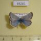 69281p Lycaenidae Polyommatus erotides Tyva rep. $5