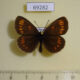 69282p Satyridae Erebia theano Krasnoyarsk reg. $6