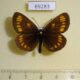 69283p Satyridae Erebia theano Krasnoyarsk reg. $6