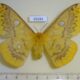 69284p Saturniidae Rhodinia fugax f Primorye $18