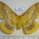 69285p Saturniidae Rhodinia fugax f Primorye $15