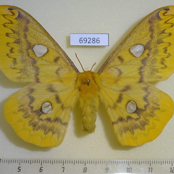 Saturniidae Rhodinia fugax f Primorye