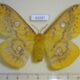 69287p Saturniidae Rhodinia fugax f Primorye $12