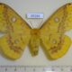 69288p Saturniidae Rhodinia fugax f Primorye $18