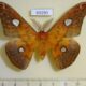 69290p Saturniidae Rhodinia fugax Primorye $15