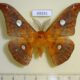 69291p SaturniidaeRhodinia fugax Primorye $15