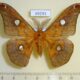 69293p Saturniidae Rhodinia fugax Primorye $15