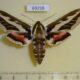 69298p Sphingidae Hyles exilis Tyva rep. $25