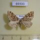 69300p Geometridae Juxtephria consentaria Tyva rep. $6
