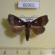 69302p Noctuidae Thalatta argentipuncta Thailand $10