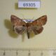 69305p Noctuidae Maceda mansueta Thailand $5