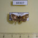 69307p Limacodidae sp. Thailand $12