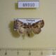 69310p Noctuidae Beana sp. Thailand $10