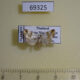 69325p Noctuidae Maliattha picatina Thailand $10