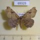 69329p Geometridae sp. Thailand $5